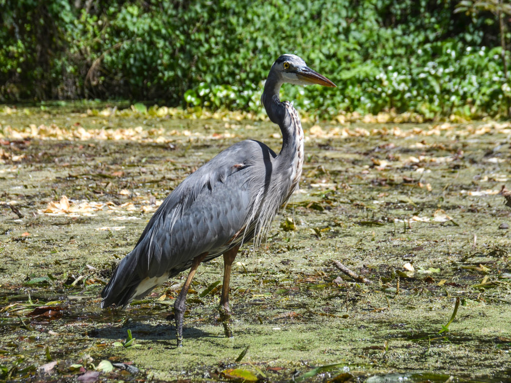 Blue Heron - Silver River
