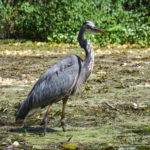 Blue Heron - Silver River