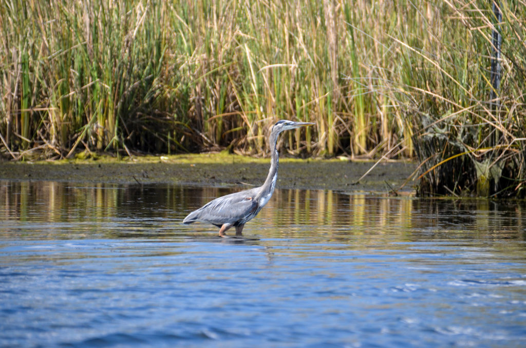 Blue Heron - Kings Bay