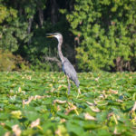 Blue Heron - St. Johns River