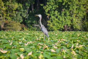 Blue Heron - St. Johns River