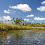 Buzzard Island Shoreline