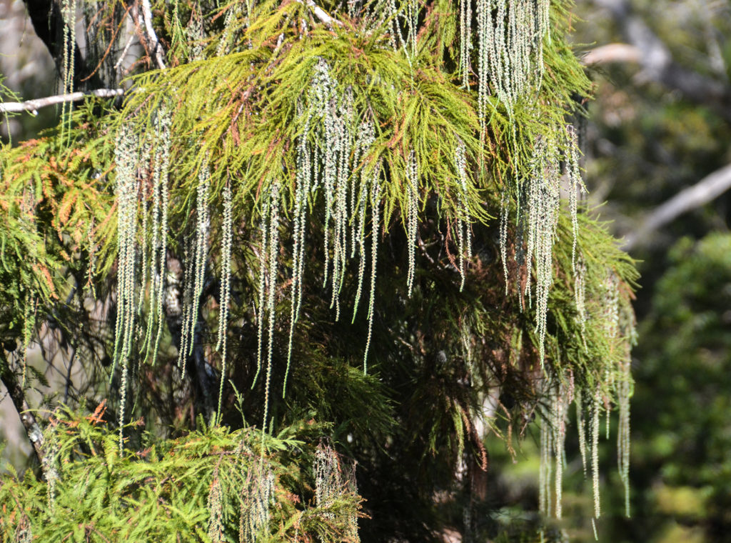 Catkins - Bald Cypress - Bear Creek