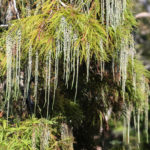 Catkins - Bald Cypress - Bear Creek