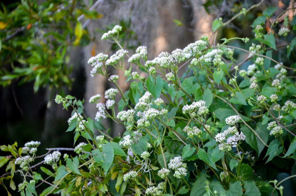 Climbing Hemp Vine - Bear Creek