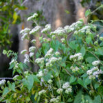 Climbing Hemp Vine - Bear Creek