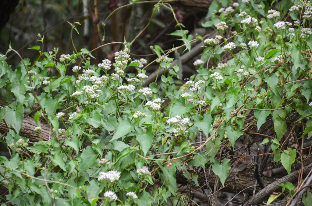 Climbing Hemp Vine - Mikania scandens