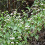 Climbing Hemp Vine - Mikania scandens