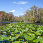 Confluence Bear Creek - Ocklawaha River