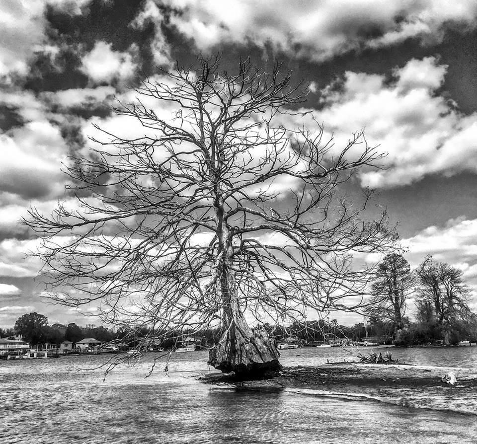 Cypress Tree Low Tide - Crystal River