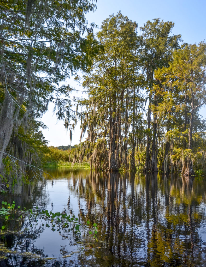 Cypress Trees - Sweetwater Creek