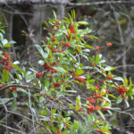 Dahoon Holly on the Ocklawaha