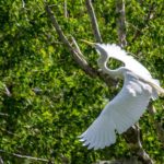 Egret on the Ocklawaha River