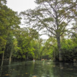 Florida Paddle Notes on the Silver River