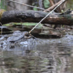 Gator Lurking - Ocklawaha River