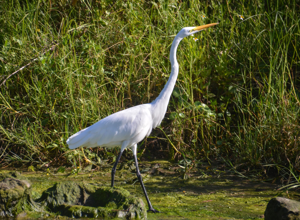 Great Egret - Hunter Springs