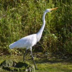 Great Egret - Hunter Springs