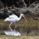 Ibis on Banana Island