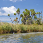 Ibis on Buzzard Island