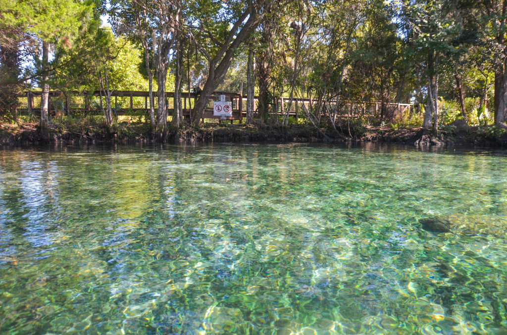 Kings Bay Spring - Idiots Delight #1