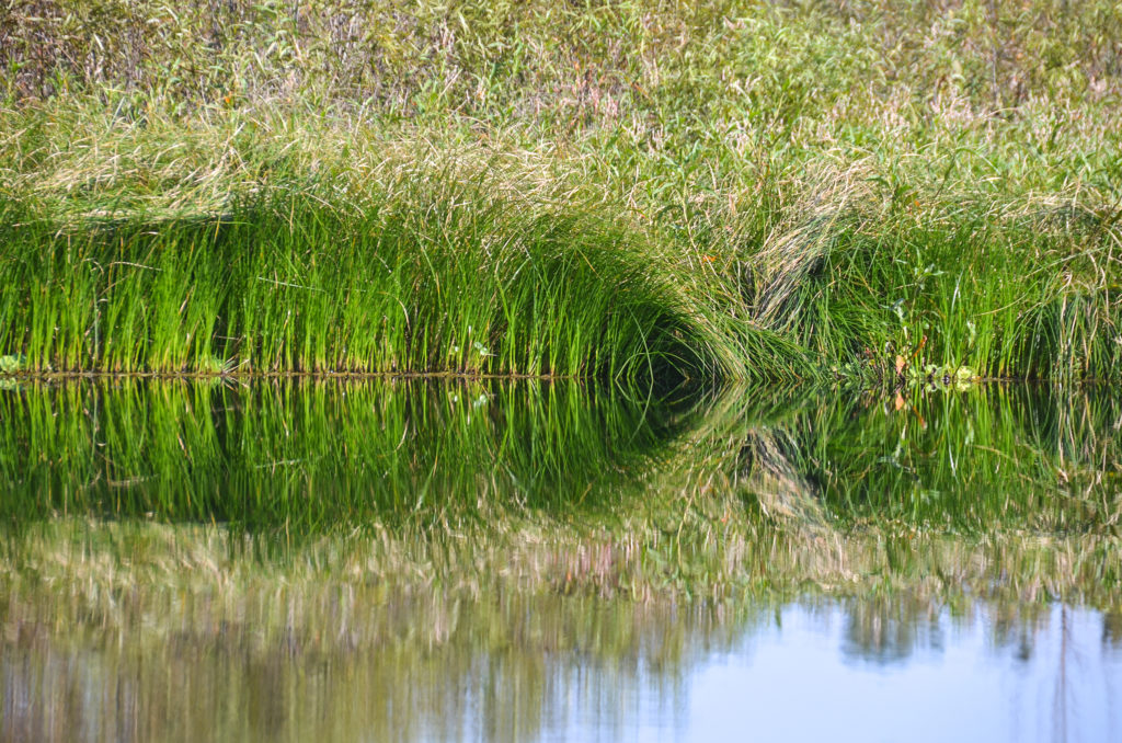 Lake Sedge - Carex lacustris