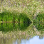 Lake Sedge - Carex lacustris
