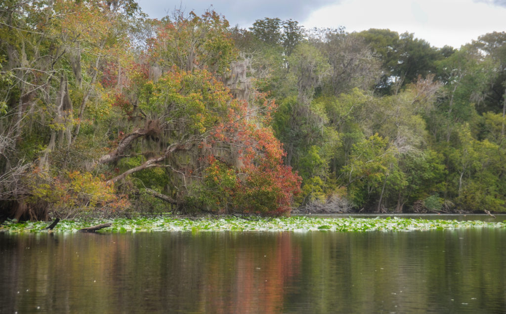 Leaning Maple - Ocklawaha River