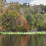 Leaning Maple - Ocklawaha River