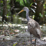 Limpkin on the Silver River