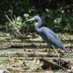 Little Blue Heron