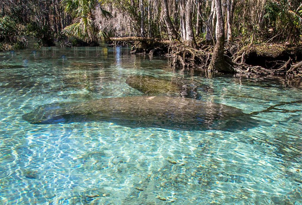 Manatee with Young Cow - Three Sisters Spring #2