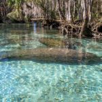 Manatee with Young Cow - Three Sisters Spring #2