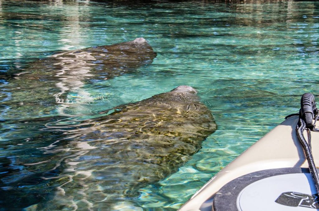 Manatess Swim with Kayak - Three Sisters Springs