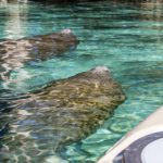 Manatess Swim with Kayak - Three Sisters Springs