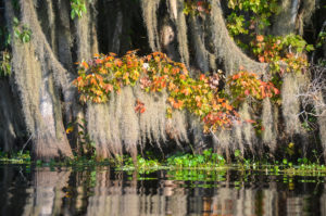 Maples and Moss - Bear Creek