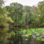 Ocklawaha River Landscape