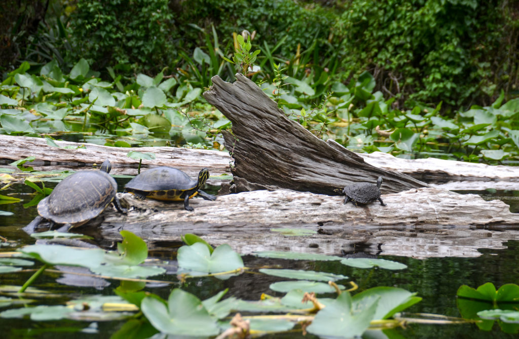 Ocklawaha Turtles