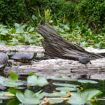 Ocklawaha Turtles