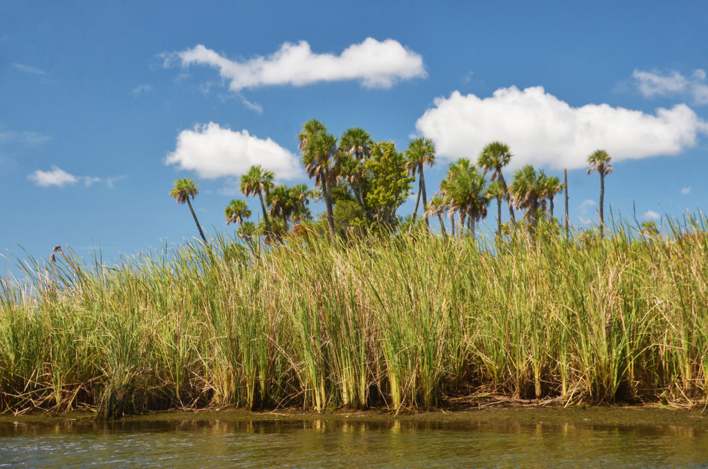 Palms and Sawgrass - Buzzards Island