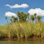 Palms and Sawgrass - Buzzards Island