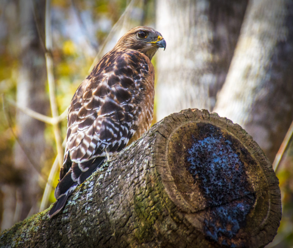 Red Shouldered Hawk - Bear Creek