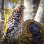 Red Shouldered Hawk - Bear Creek