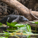 Resting Gator