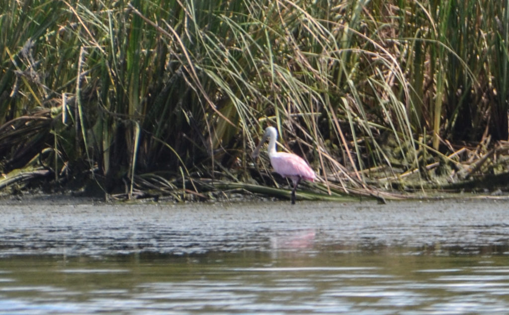 Roseate Spoonbill - Banana Island