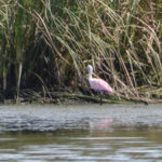 Roseate Spoonbill - Banana Island