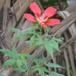 Scarlet Rose Mallow - Ocklawaha River