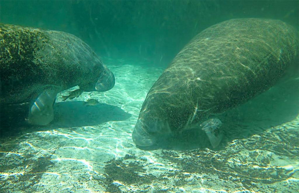 Sleeping Manatees - Crystal River