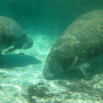 Sleeping Manatees - Crystal River