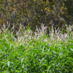 Smartweed - Sweetwater Creek