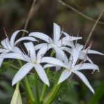 Swamp Lily - Crinum Americanum